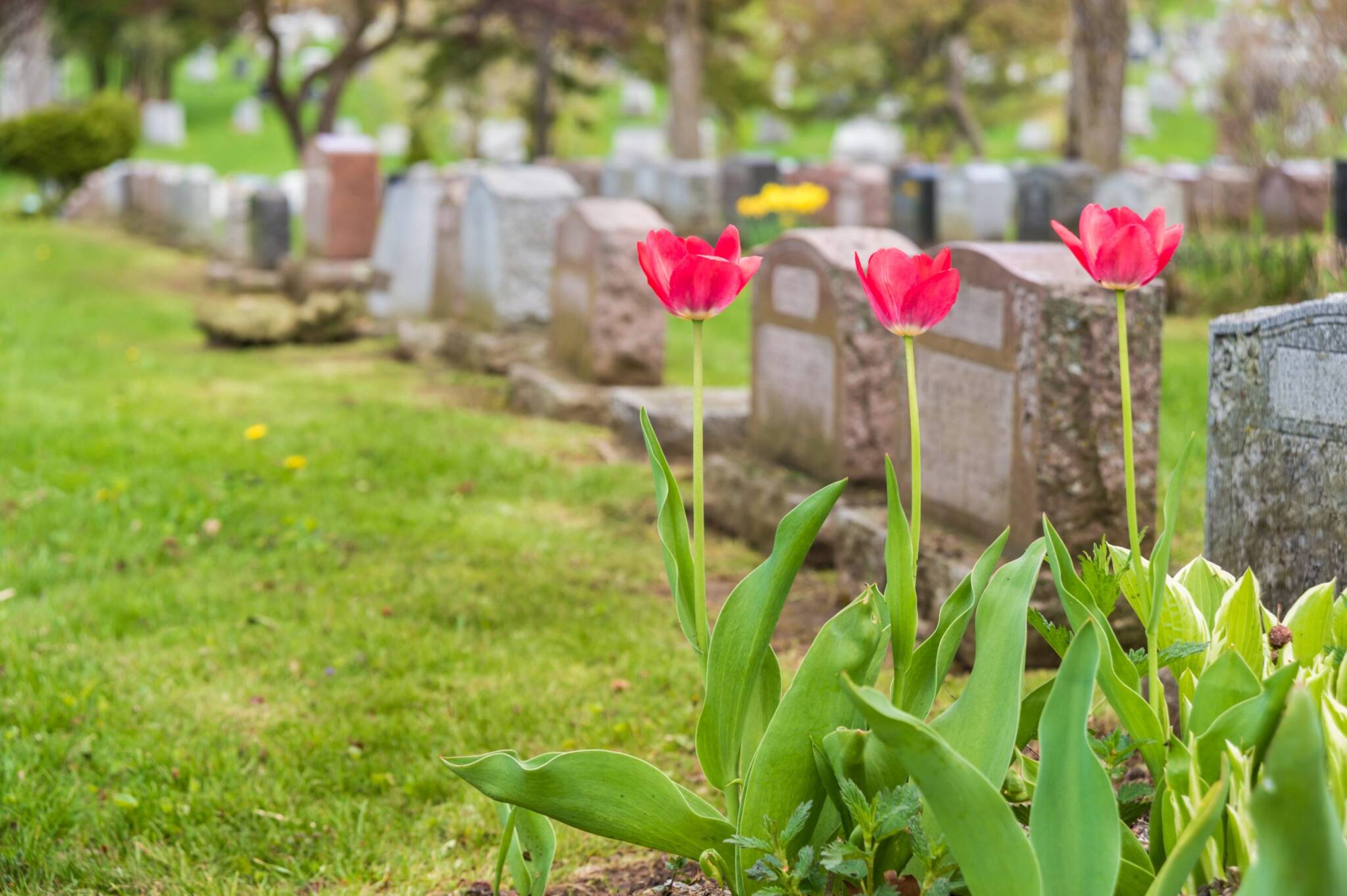 Headstones,in,a,cemetery,with,three,red,tulips