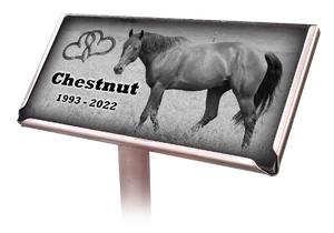 Temporary Marker Isolated Horse