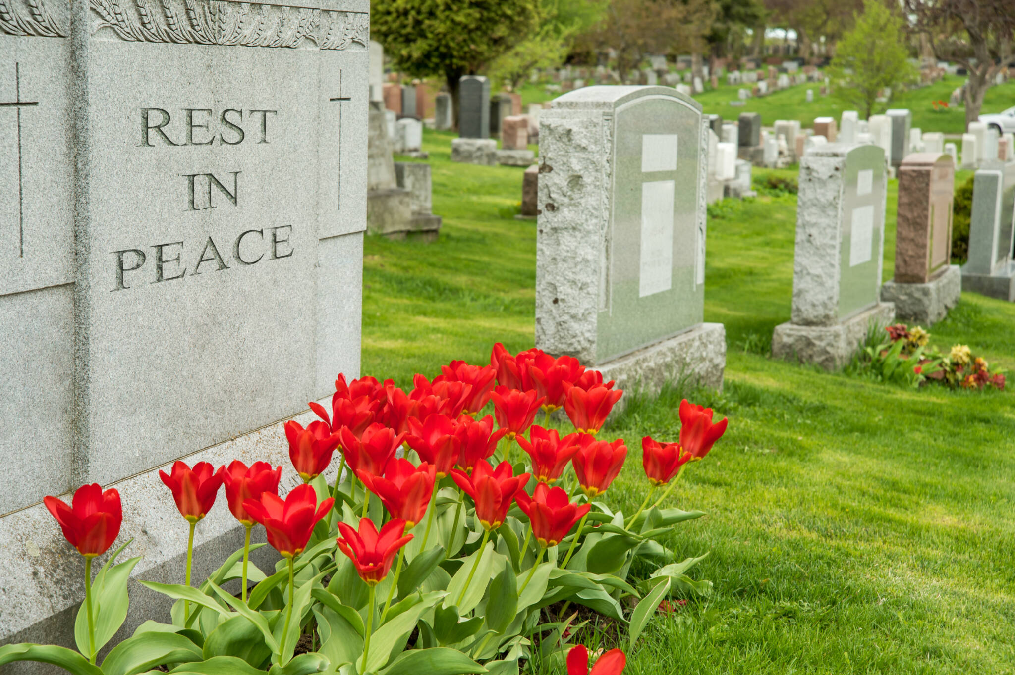Headstones in a cemetery with red tulips and 